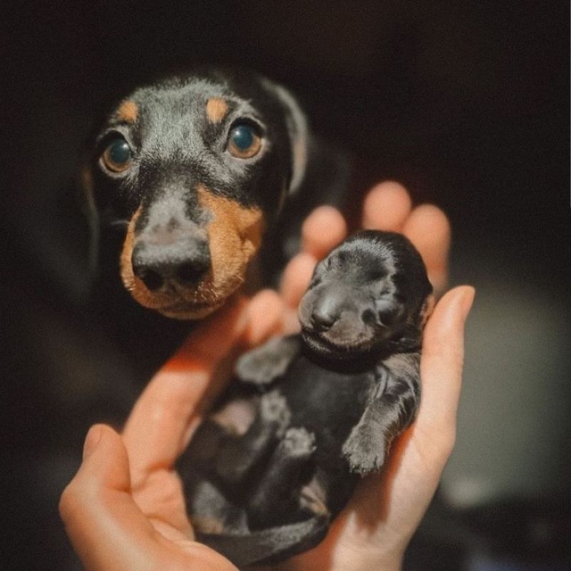 🐶Таксмания