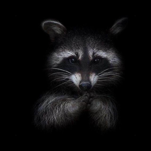 Говорящий енот